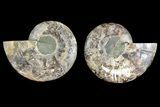 Agatized Ammonite Fossil - Madagascar #139723-1
